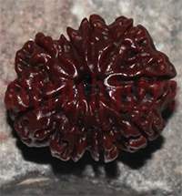 Nine Mukhi Nepal Rudraksh Bead Original Certified Nepali 9 Mukhi Rudraksha